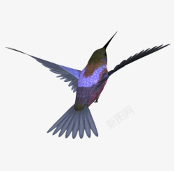 紫蓝翡翠鸟翠鸟高清图片