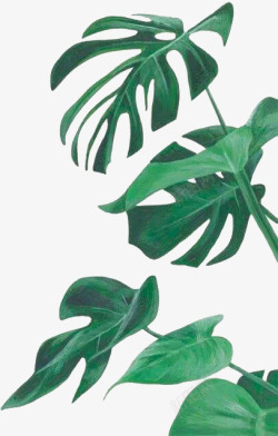 欧美ins设计INS风绿色植物高清图片