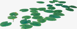漂浮的荷叶荷叶绿色叶子漂浮高清图片
