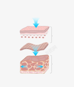 细胞生物组织肌肤组织高清图片