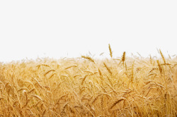 成熟小麦效果图金黄丰收小麦地高清图片