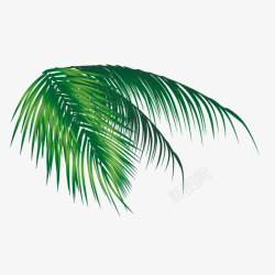 椰树椰子树叶高清图片