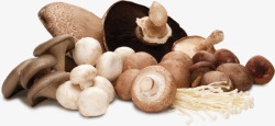 蔬菜实物产品实物实拍蘑菇高清图片