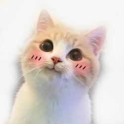 猫咪动态表情包可爱猫咪歪头卖萌表情高清图片
