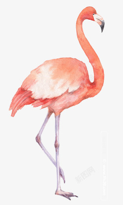 粉红色的火烈鸟手绘的素材