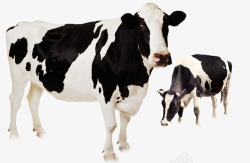 白色奶牛奶牛高清图片