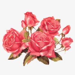 红绿手绘玫瑰花插画图标高清图片