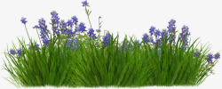 园林盆栽薰衣草从高清图片