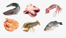 各种海鲜类食品素材