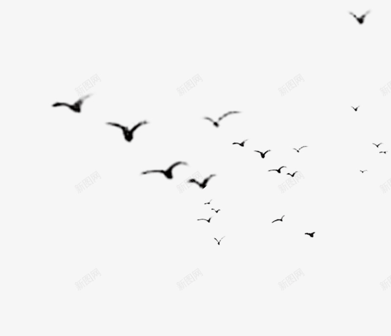 飞鸟png免抠素材_88icon https://88icon.com 天空飞鸟 飞翔的鸟群 飞鸟素材 鸟群素材 鸟群背景
