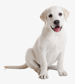 乳白可爱拉布拉多犬高清图片