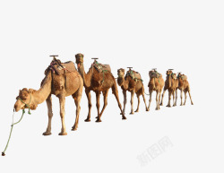 骆驼队伍素材