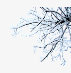 挂满雪花的树枝素材