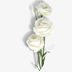 白色和绿色白色玫瑰高清图片