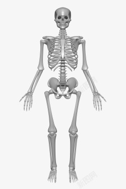 人的骨头人体骨骼构造高清图片
