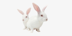 两只小白兔素材