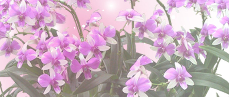 店铺首页背景png免抠素材_88icon https://88icon.com 天猫 店铺首页背景 淘宝 首页模板 首页背景 首页背景装修