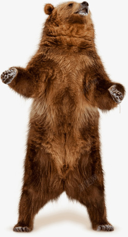 棕色熊动物狗熊高清图片