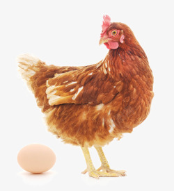 种类可爱的母鸡鸡蛋高清图片