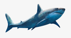 插画海鲨鱼大海卡通蓝色插画高清图片