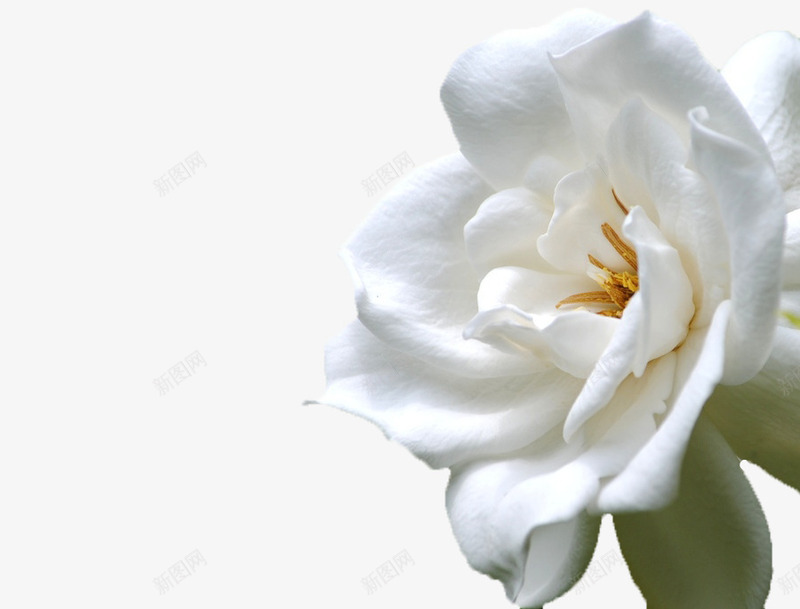 一朵山茶花png免抠素材_88icon https://88icon.com 唯美 山茶花 植物 白色 白色山茶花 纯洁 美丽 自然 花卉 花朵
