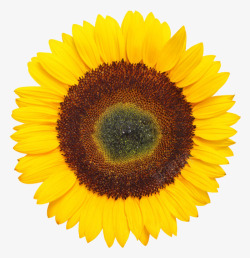 一朵大花黄色有观赏性的向日葵一朵大花实高清图片
