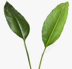 两片叶子两片大叶子植物芭蕉叶高清图片