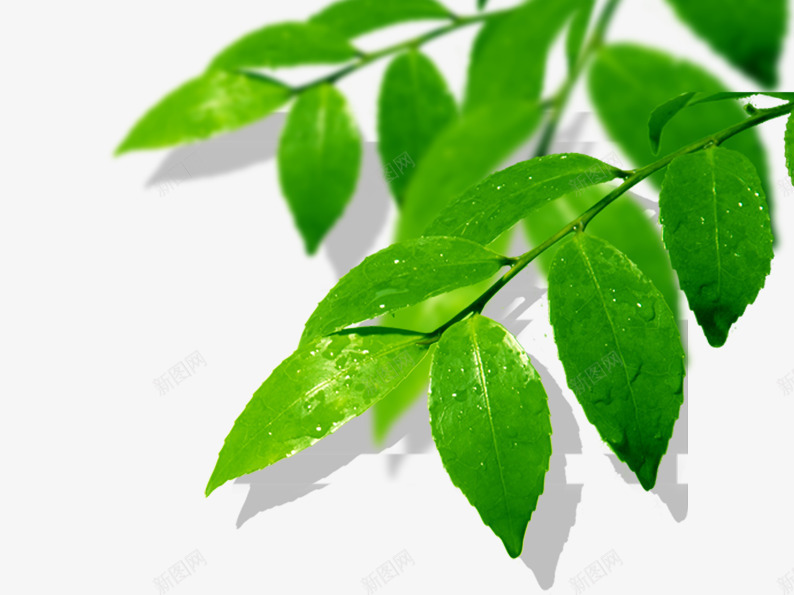 树叶上的水滴psd免抠素材_88icon https://88icon.com 叶子 树叶 水滴 水珠 植物 植物素材图片 绿色素材