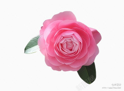 粉色好看玫瑰花元素素材