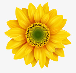 黄色小花朵清晰太阳花高清图片