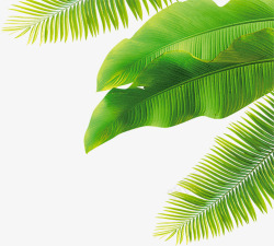 绿色椰树芭蕉叶春天椰树绿色绿叶高清图片
