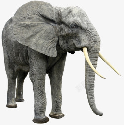 野生大象动物大象象牙野生动物高清图片