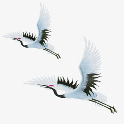动物免扣图飞行的白鹤高清图片