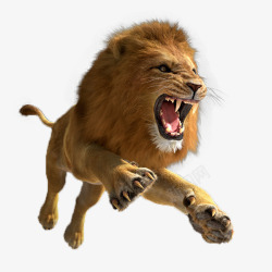 咧嘴跃起的狮子高清图片