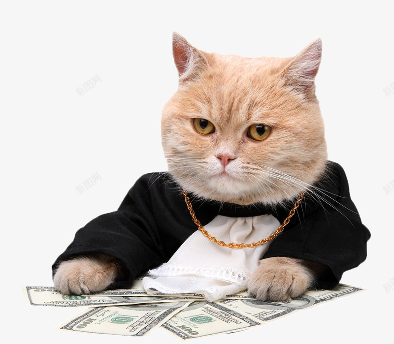土豪喵星人png免抠素材_88icon https://88icon.com 动物 喵星人 土豪喵星人 宠物 宠物背景图片 小动物图片 毛茸茸的的猫咪 猫 钱币