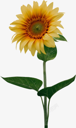 向日葵植物一颗开放的向日葵高清图片