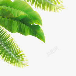椰树背景绿色手绘椰树树叶高清图片