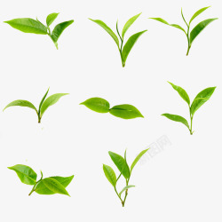 绿色大秦清新茶叶茶叶清晰绿色清新高清图片