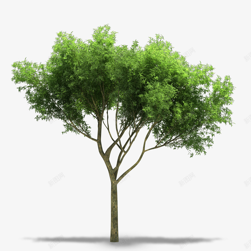 绿色大树树木png免抠素材_88icon https://88icon.com 枝干 树干 树木 植被 绿色 绿色树木 绿色植物