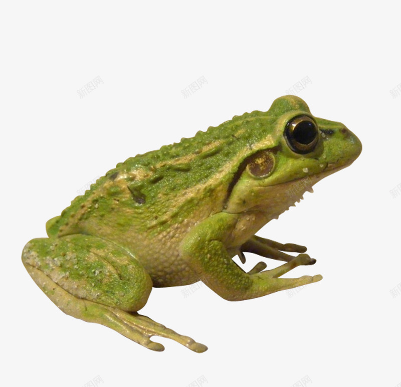 绿色青蛙png免抠素材_88icon https://88icon.com 户外 摄影 昆虫 生物世界 素材 襜褕 野生动物 青蛙