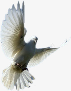 白鸽和平鸽飞鸟素材