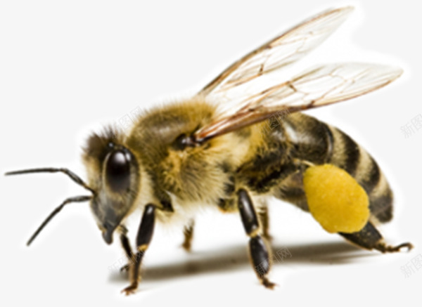 绒毛蜜蜂png免抠素材_88icon https://88icon.com 小蜜蜂 蜂类 蜂蜜 透明翅膀 黄色 黄色蜜蜂
