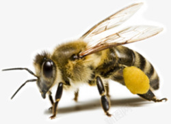 黄色蜂蜜绒毛蜜蜂高清图片