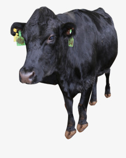 品种牛一头黑色的安格斯牛高清图片
