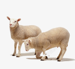 草食性动物羊可爱的小羊高清图片