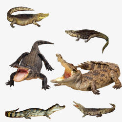 愚人节搞笑素材鳄鱼动物高清图片