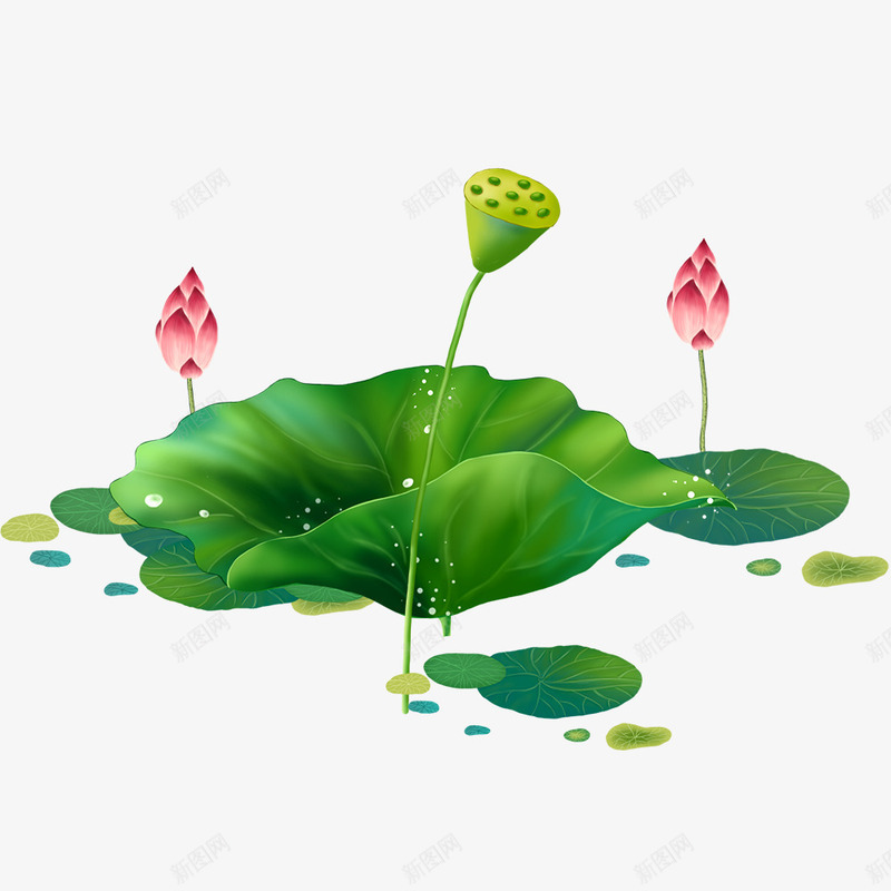 植物荷叶荷花png免抠素材_88icon https://88icon.com 万物复苏 春天 植物 海报装饰 绿色 花朵 荷花