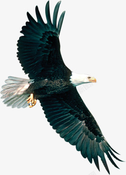 黑色展开翅膀的老鹰素材