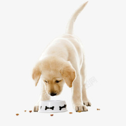 可爱小狗吃狗粮实物图素材