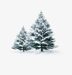 冬天圣诞树雪地里的松树组合高清图片